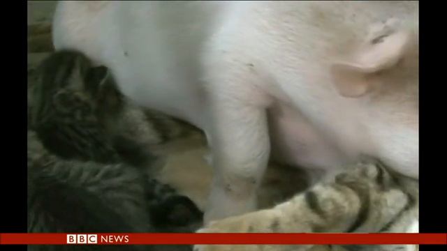 In case you missed it here's the piglet adopted by a cat