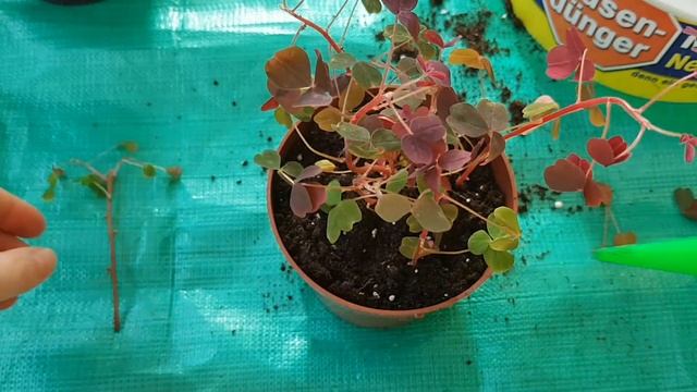 OxalisКислицяКислицаОксалисPlum crasy? Dark form? Calima? Corymbosa?УходОбзор