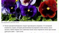 Анютины глазки посадка и уход в открытом грунте Выращивание из семян
