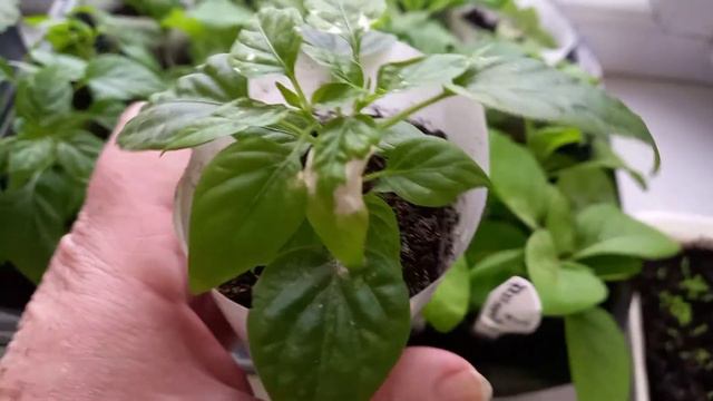 Какая жизнь у моих растишек на подоконнике!