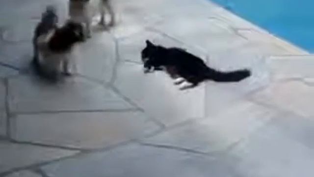 Кот столкнул собаку в бассейн