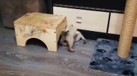Тайские Сиамские котята. Императорские котятки. Съёмки 18феврвля 2022г