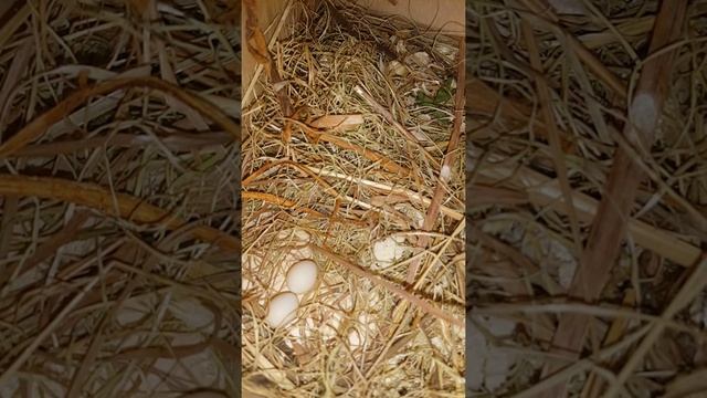 Третья кладка амадины Зебровые