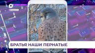 Новыми друзьями жителей Владивостока становятся птицы всех мастей