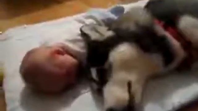 Сплошная солидарность Ребенок плачет, а собака воет