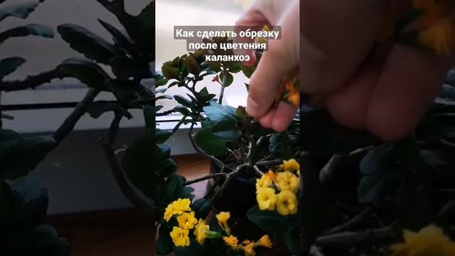 Как сделать обрезку после цветения каланхоэ..