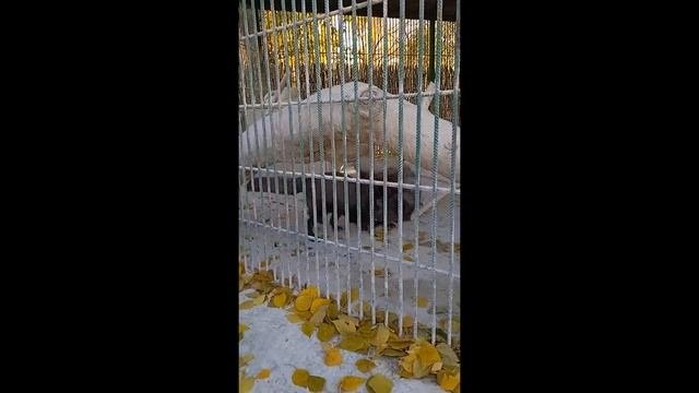 Песцы  Играют, спокойные и доминирующие  Барнаульский зоопарк