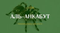 Сура Аль-Анкабут (Паук) | العنكبوت | Мишари Рашид аль-Афаси