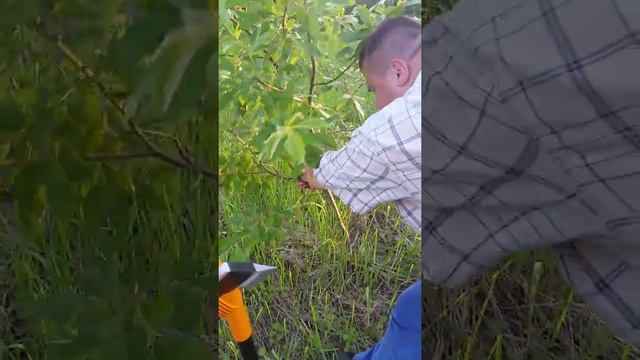 Опиливаем ветки с помощью пилы малой садовой Fiskars Xtract 123870