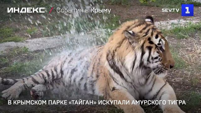 В крымском парке «Тайган» искупали амурского тигра