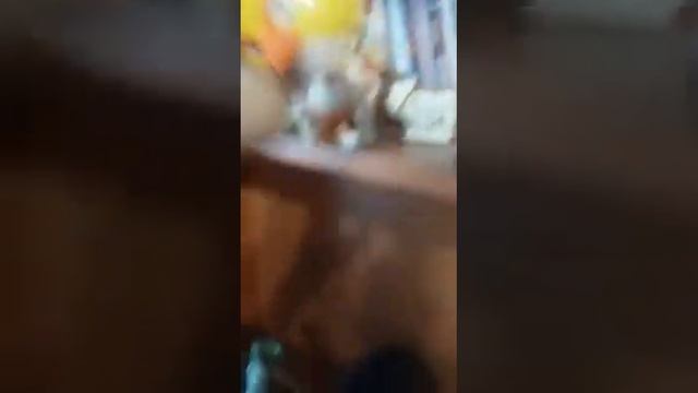 Мои золотые рыбки в аквариуме9.09.20