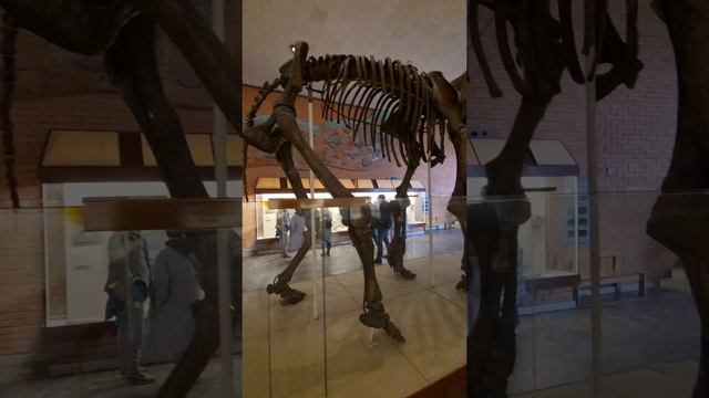 Мамонты в музее Палеонтологии: этот скелет мамонта был найден в 1842 году на севере западной Сибири