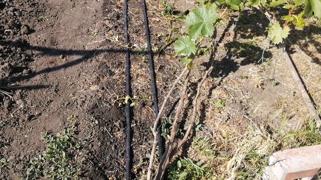 Как устрлить полив на винограднике