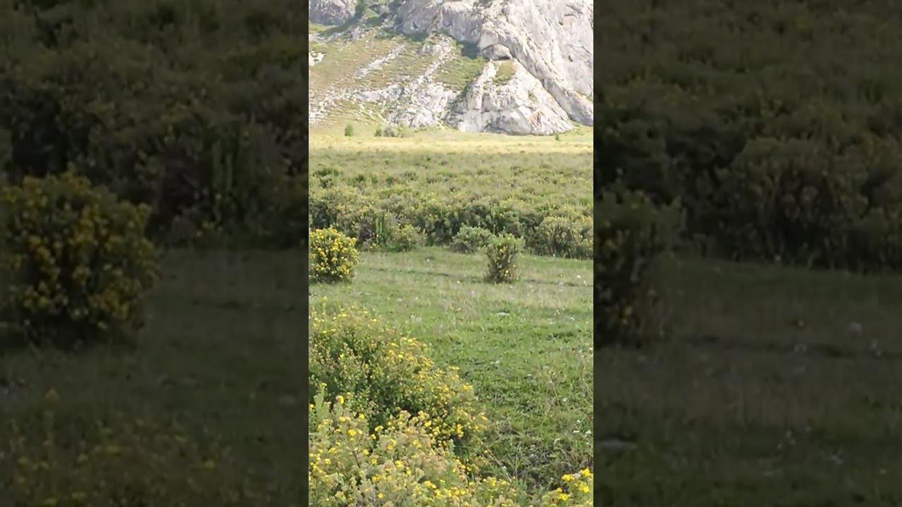 Горный Алтай. Окаменевший тролль и прочие пещеры.