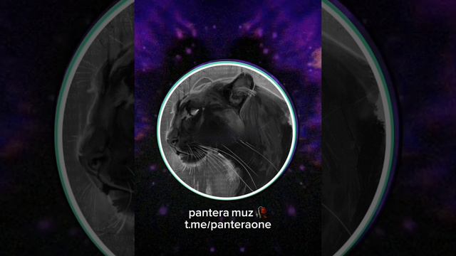 Panteramuz