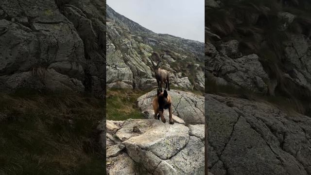 Встреча в горах #горы #malinois #малинуа #nature #река #кавказ #кчр #music