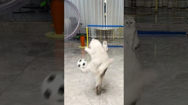 играйте с котиками)