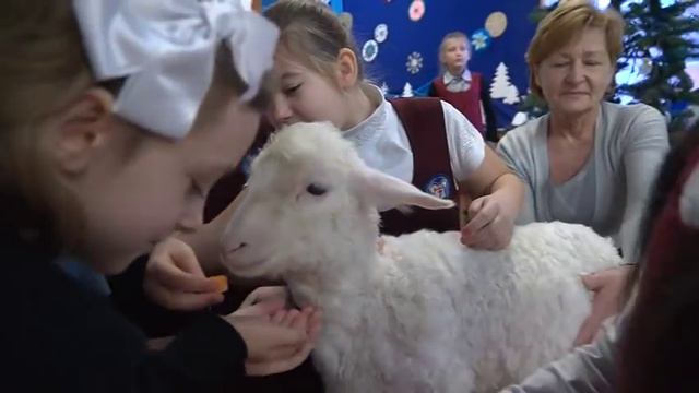 В детской экологической станции поселился ягнёнок по кличке Бяша.