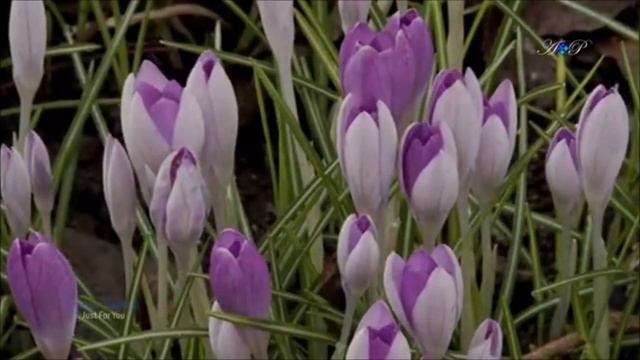 Встречай    ЗЕМЛЯНИЧНАЯ ПОЛЯНА