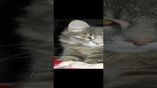 КОТ?ДЫМОК ЛОЖИТСЯ СПАТЬ ? #котята #котёнок #котдымок #cat #shorts #котенокспит