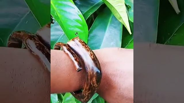 gelang akar bahar brahma batik