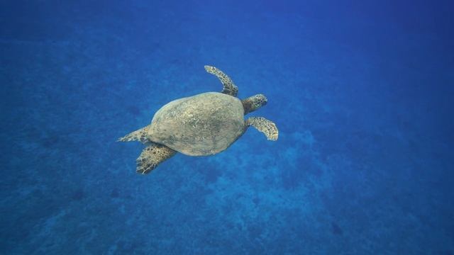 Fall Into a Deep Sleep in Seconds - 4K Aquarium Visual, Relaxing, Deep Focus, Meditation Music, Spa