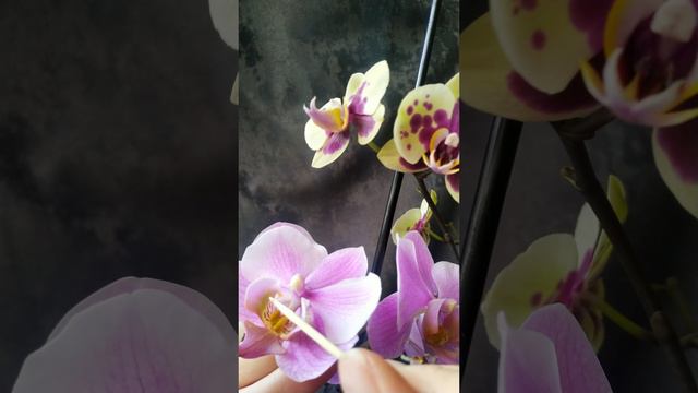 Опыление орхидеи #ПопСтар