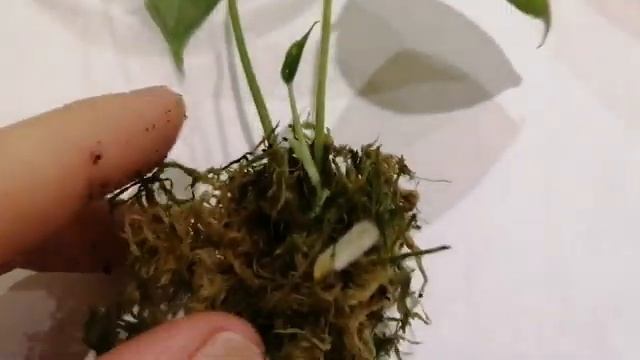 Успешная реанимация антуриума Ванилла(ч. 3)  Ура, получилось!