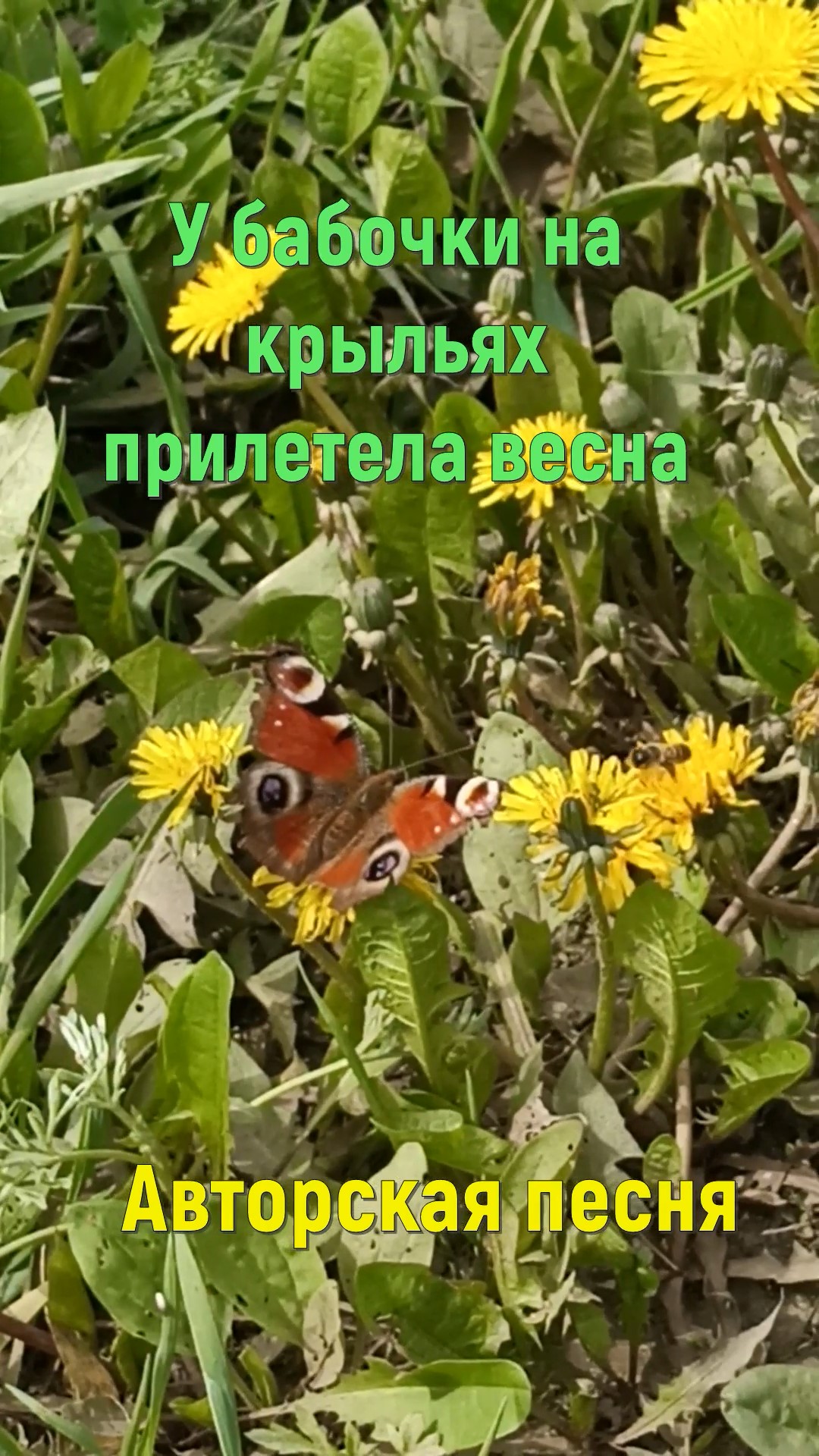 У бабочки на крыльях прилетела весна #авторская песня #песня под гитару # бардовская песня #весна
