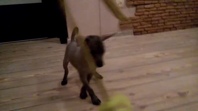 Xolo Mini Puppy
