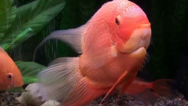 Цихлазома северум "Красный жемчуг". Heros severum "Red Perl"