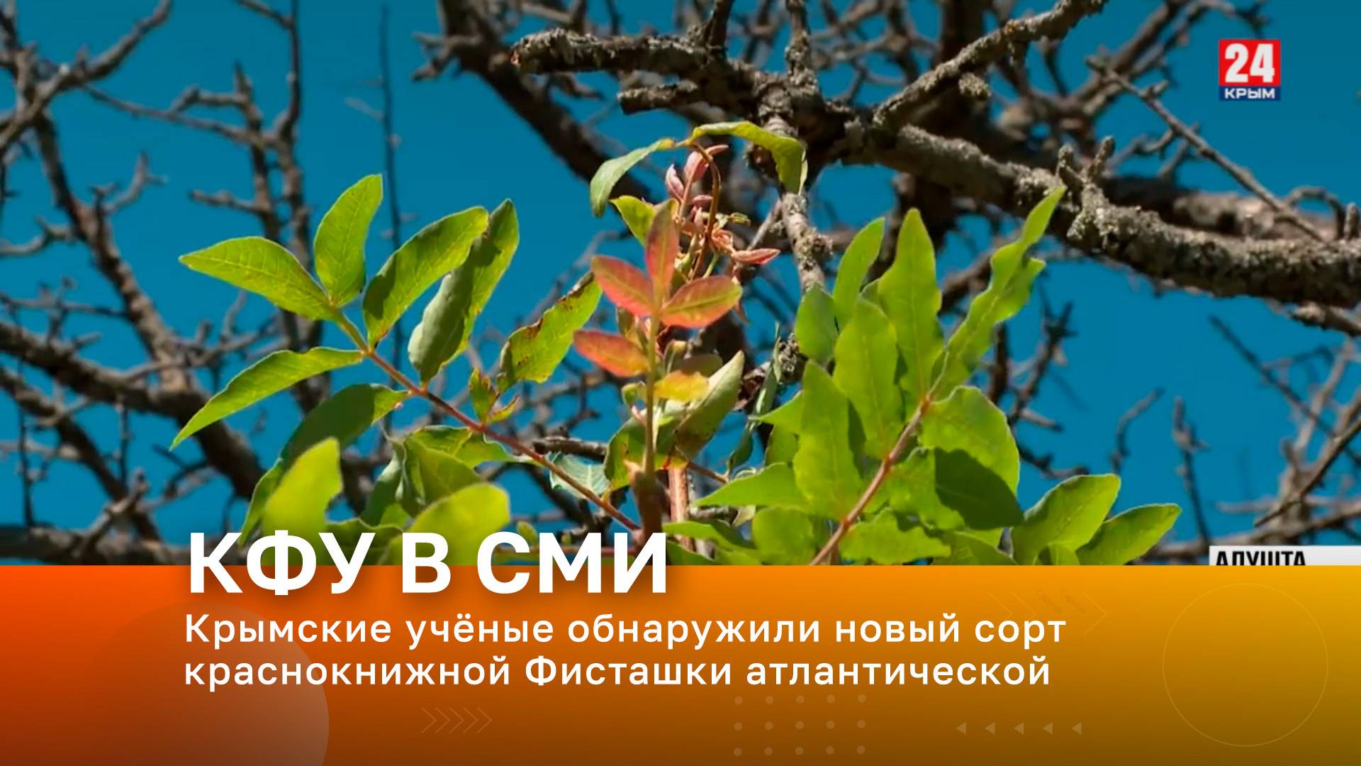 Крымские учёные обнаружили новый сорт краснокнижной Фисташки атлантической