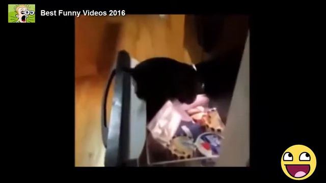 Смешные Видео Самые смешные приколы про животных 2016 года #6