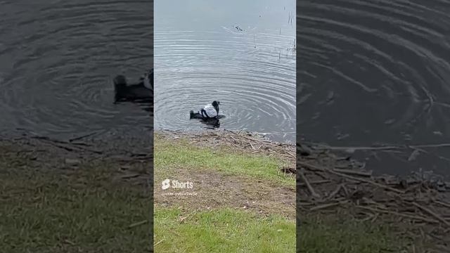 Голубь принимает водные процедуры