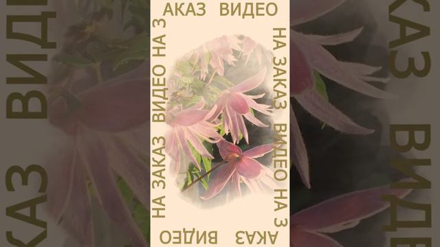 Сторис Княжик Лемон Дрим