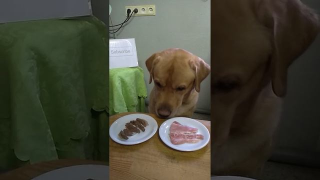 What will the labrador choose? #delicioussnack #labrador #cutedog
