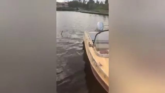 Собака лезет в воду за рыбой. /VLOG /
