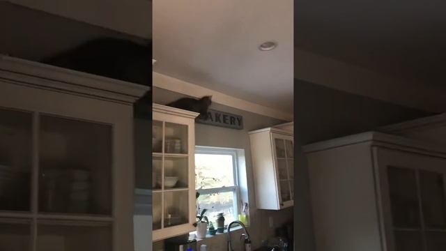 Marty The Cat - Ultimate Cat Fortress