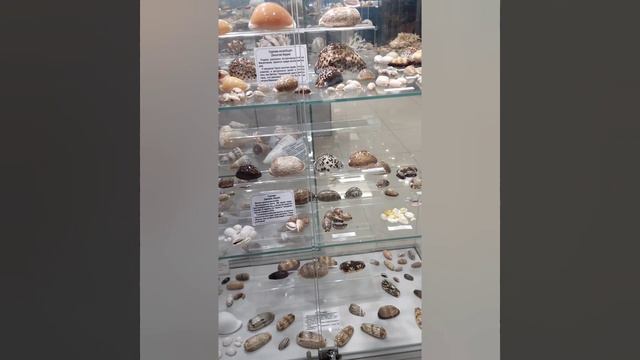 Выставка кораллов и минералов