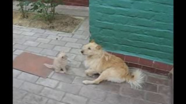 Самый  добрый пёс