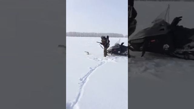 Бешенный заяц