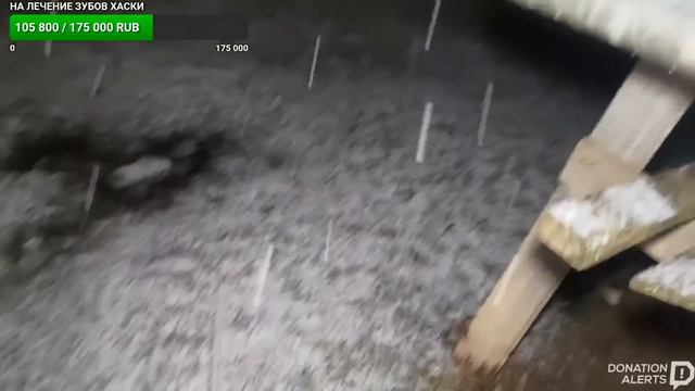 в предвкушении шашлыка хаски сходят с ума