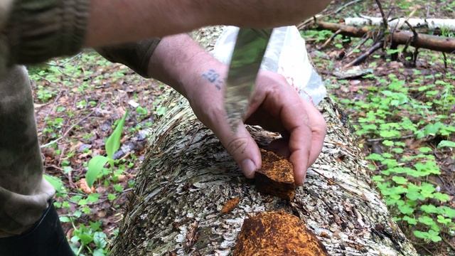 Чагу раскалываем на кусочки прямо в лесу