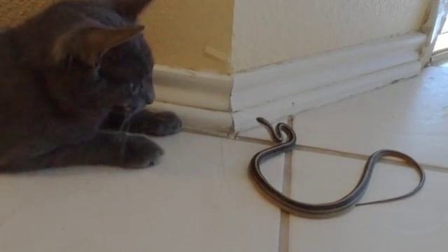 Змея и кот - укус.