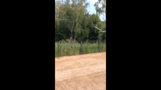 Неудачный первый вылет из гнезда