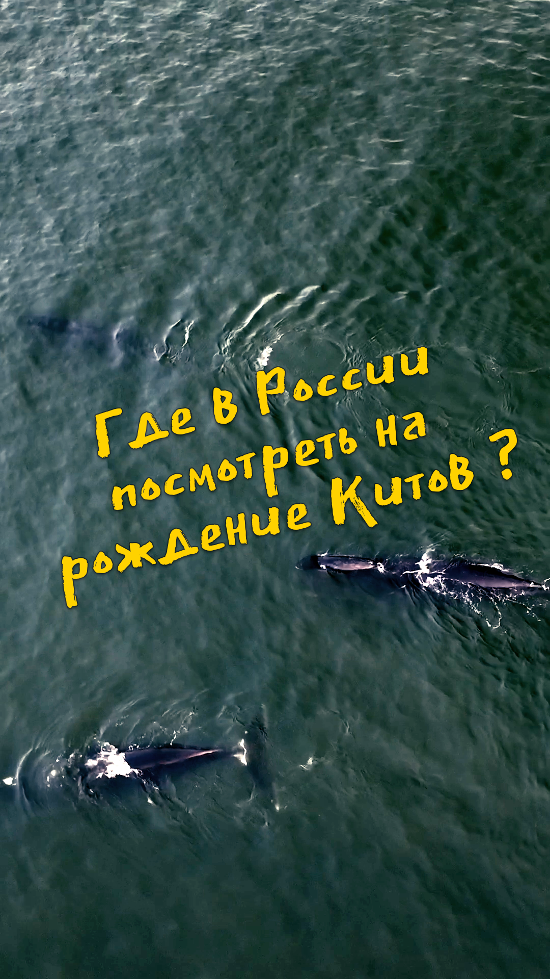 Где посмотреть рождение кита ? #Киты #Туризм #Горбатые #Гренландские #Экстрим #Whale #babywhale #тур