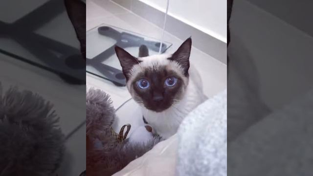 Тайская кошка 👀 самая красивая кошка ❤️