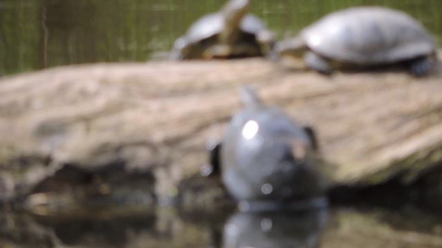 Черепахи  дрейфуют