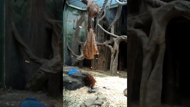 Орангутан тролит своего детеныша )) [trolling ape]