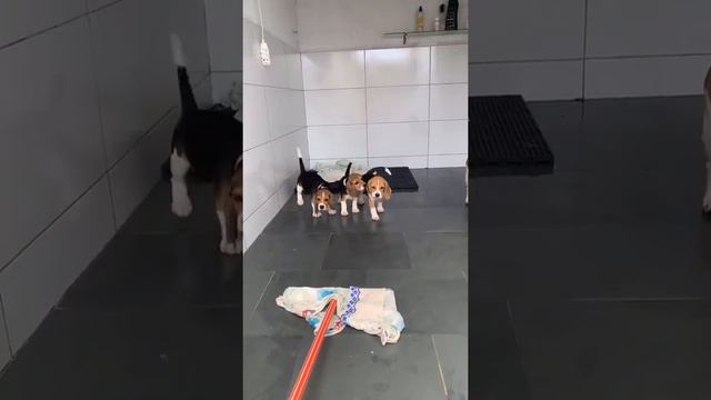 A Bunch of Beagles Dance with Broom   ViralHog